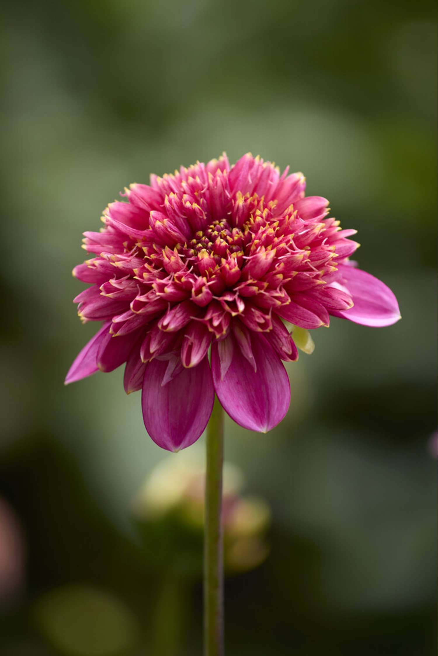 Dahlie ‘Alyshia’ - Dahlia